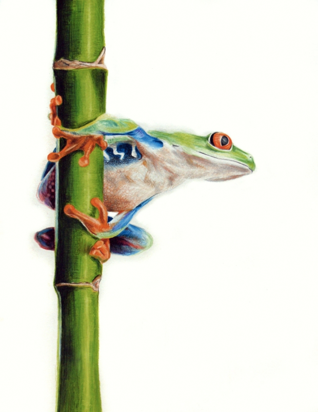 Red Eye Tree Frog We now require registration to download high resolution 