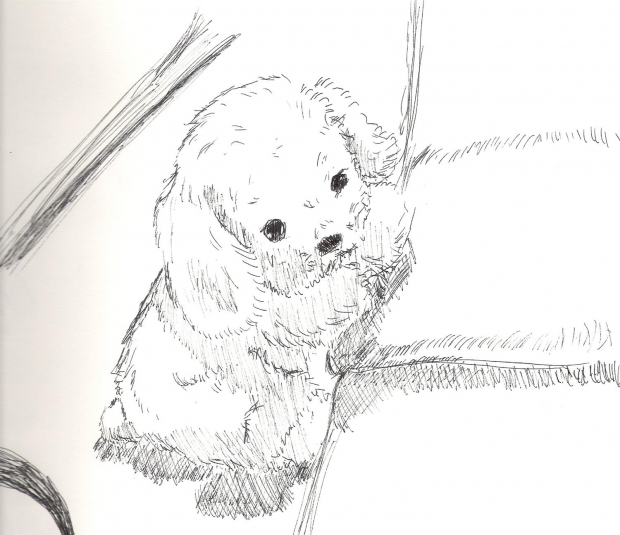 Cute Little Puppy