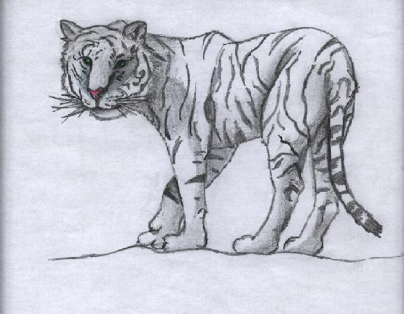 White Tiger