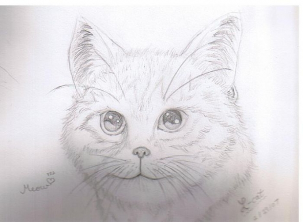 The Cat