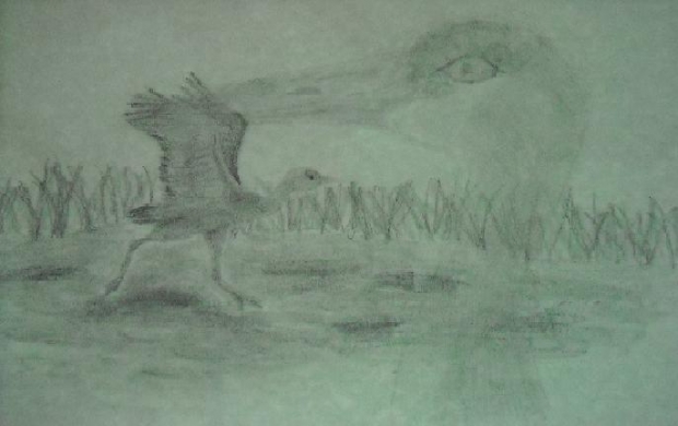 Sandhill Crane