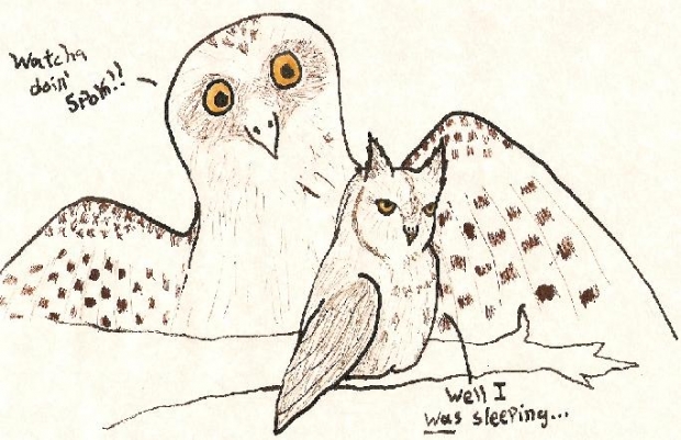 Owls