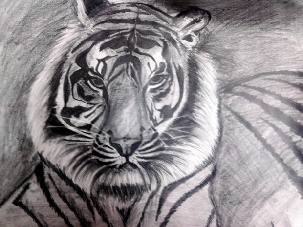 tiger