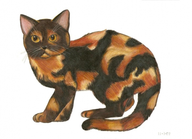 tortishell cat