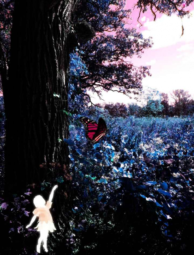 Butterfly