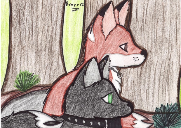 .: A pair of foxes :.