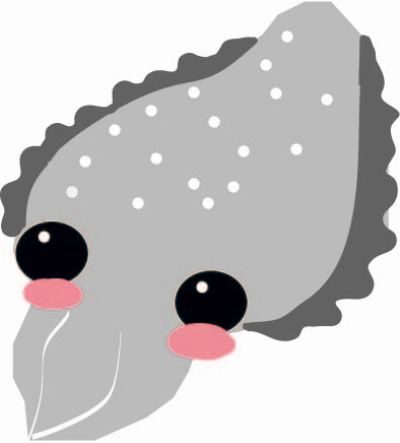 cuttlefish
