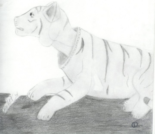 Tiger Bobble