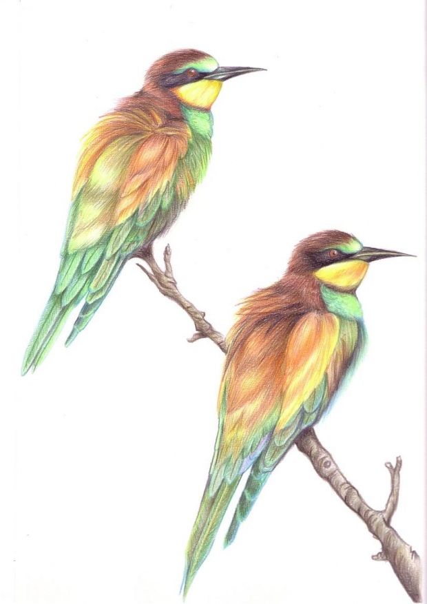 Birds (yay for plain titles)