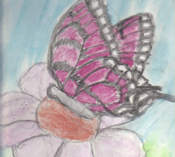 Butterfly