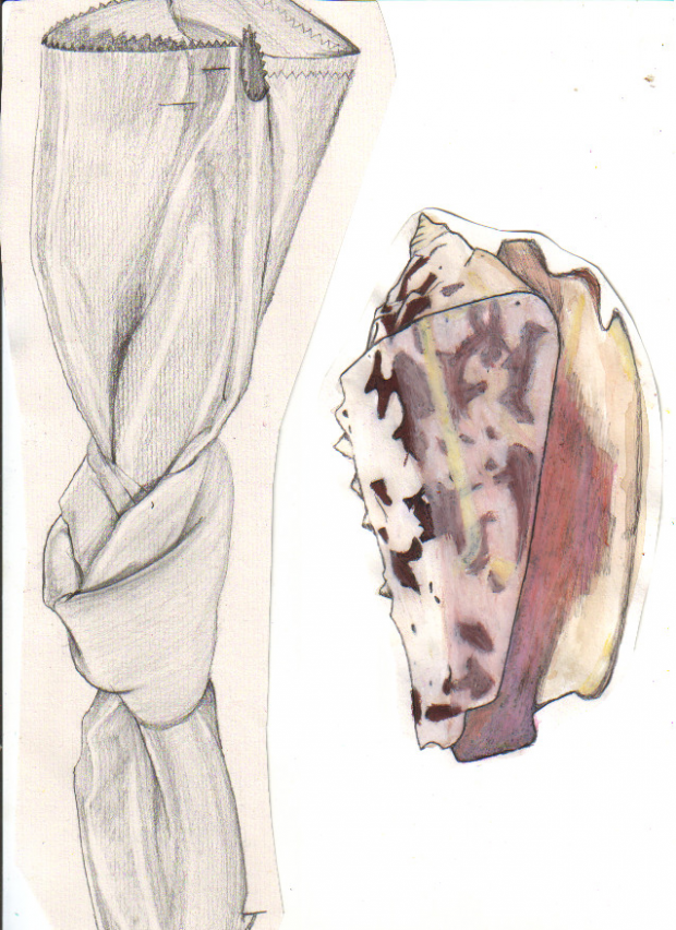 Shells and knots