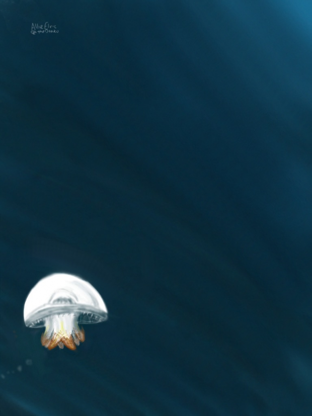 Breede River Jellyfish