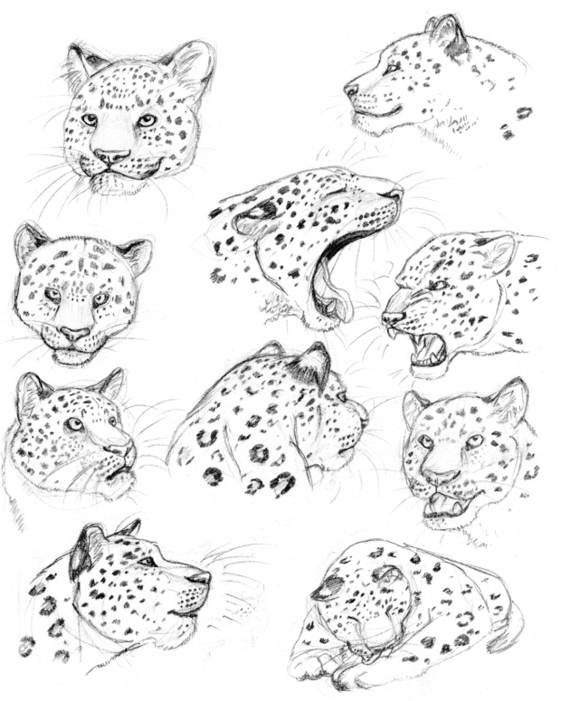 Leopard Studies