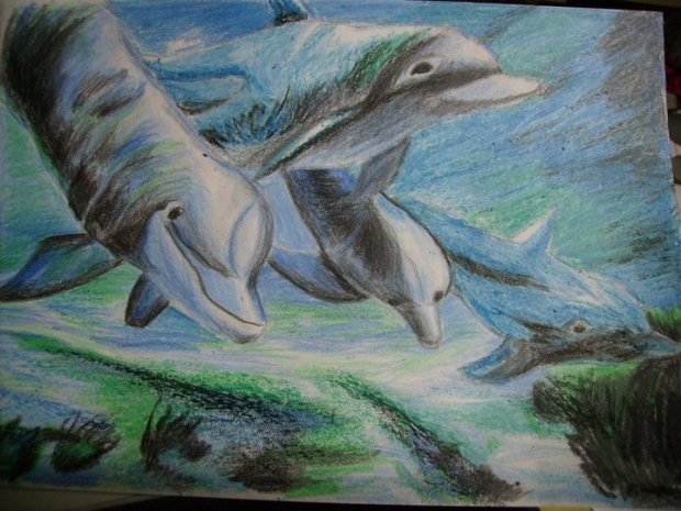Dolphins