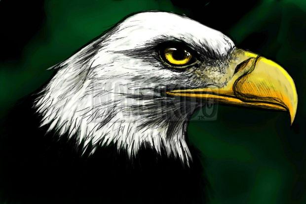 Coloured Pen Eagle