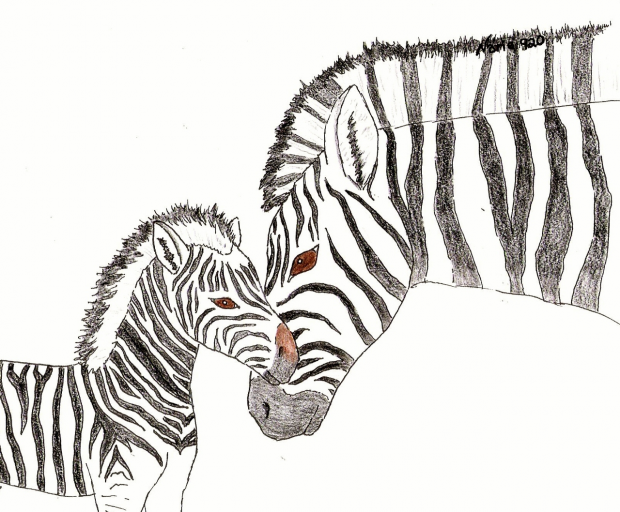 Zebras
