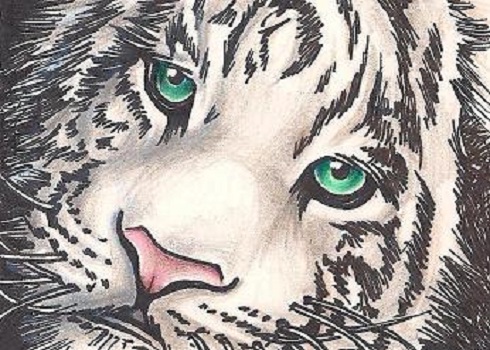 White Tiger Aceo